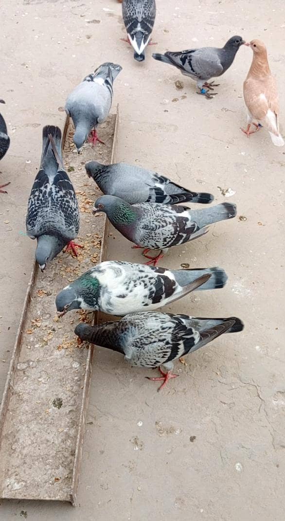 Teddy Kabootar جوڑا برائے فروخت 0