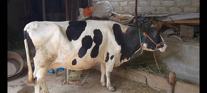 cow for sale