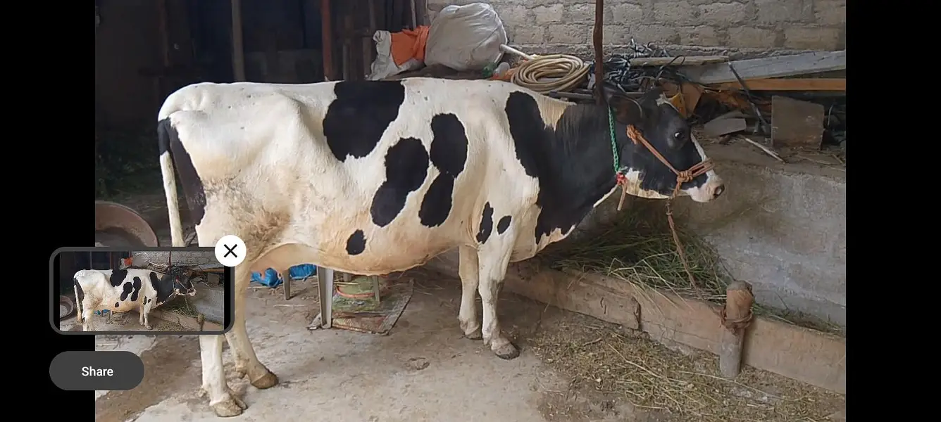 cow for sale — photo 2