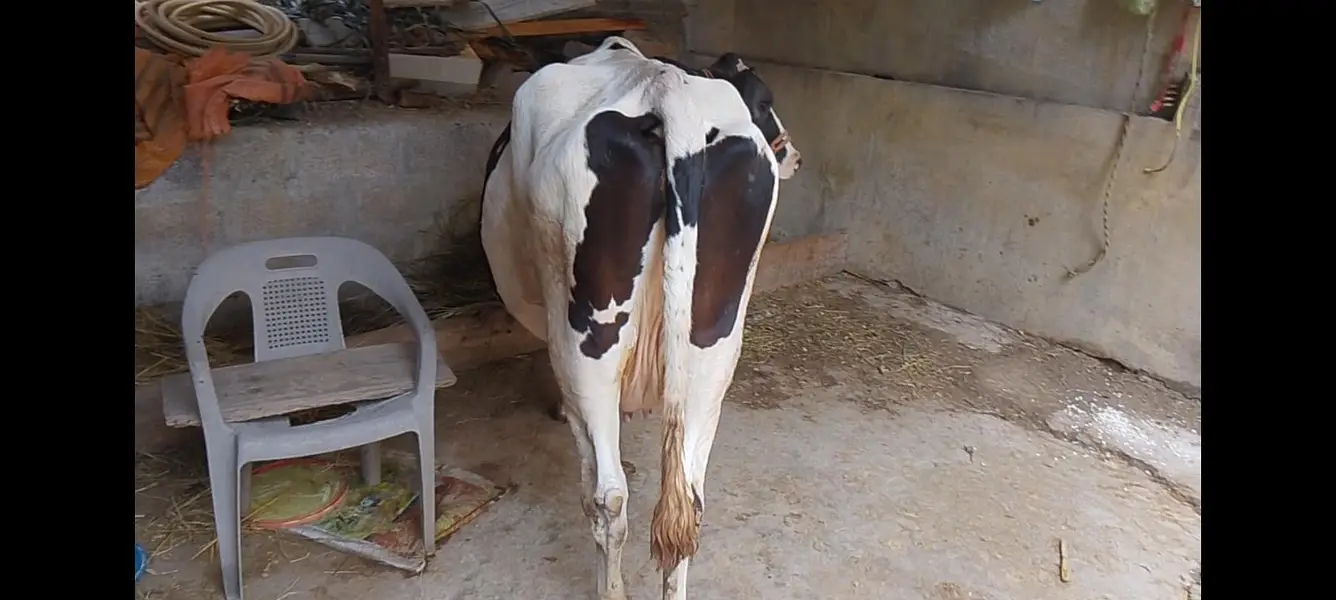 cow for sale — photo 3