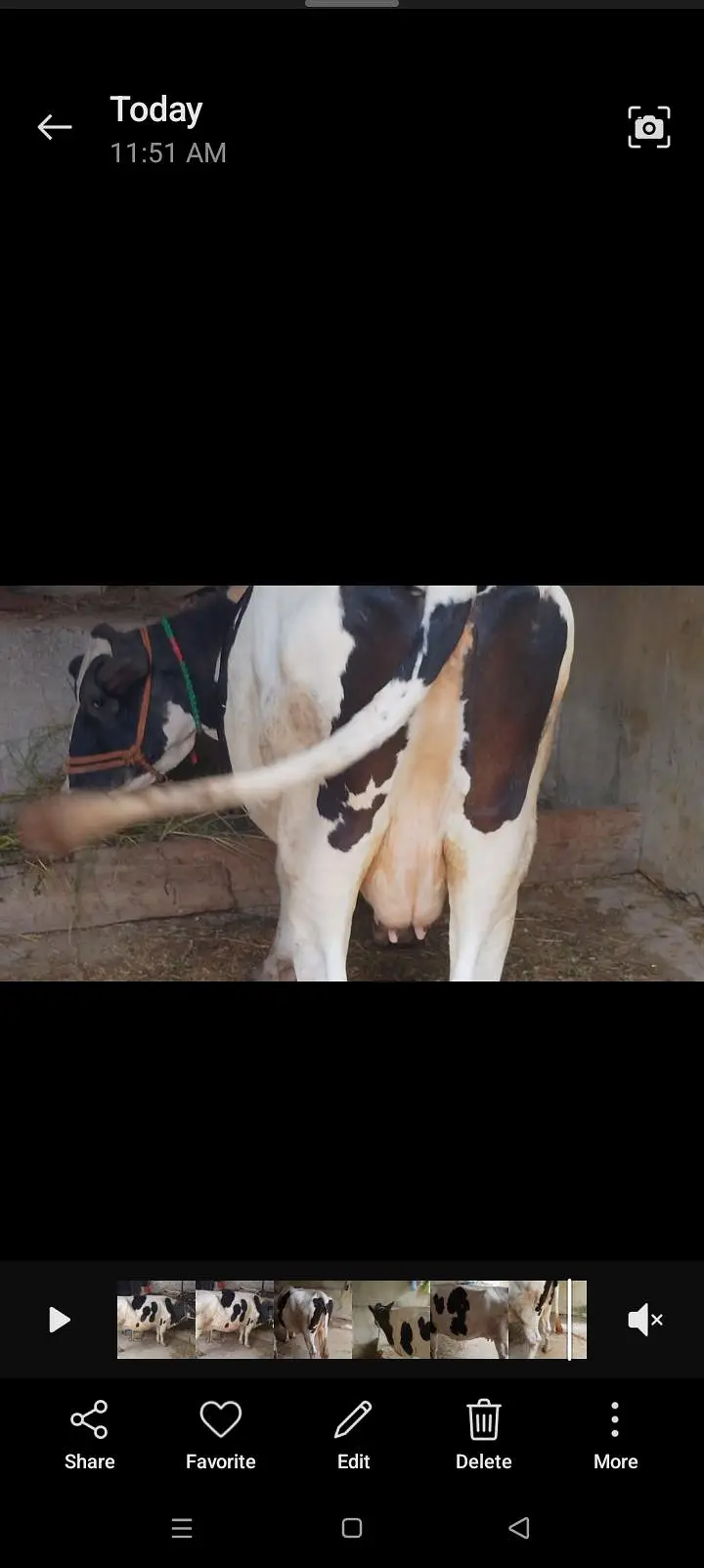 cow for sale — photo 4