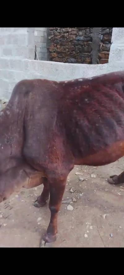 cow for sale qasawi need of money
