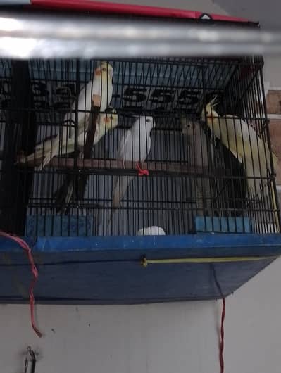 cocktail parrots grey. common white. albino