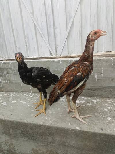 Aseel Chicks For Sale. . . what's app : 03219874606