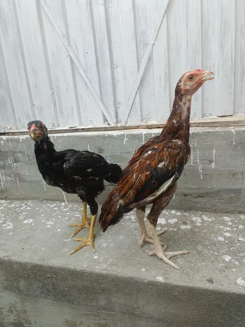 Aseel Chicks For Sale. . . what's app : 03219874606 — photo 2