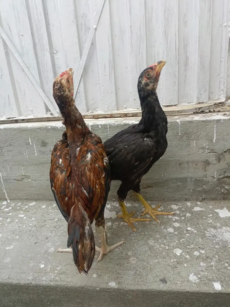 Aseel Chicks For Sale. . . what's app : 03219874606 — photo 3