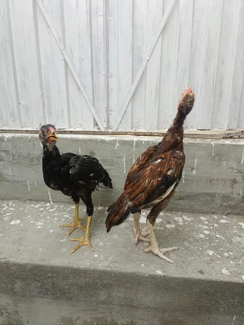 Aseel Chicks For Sale. . . what's app : 03219874606 — photo 4