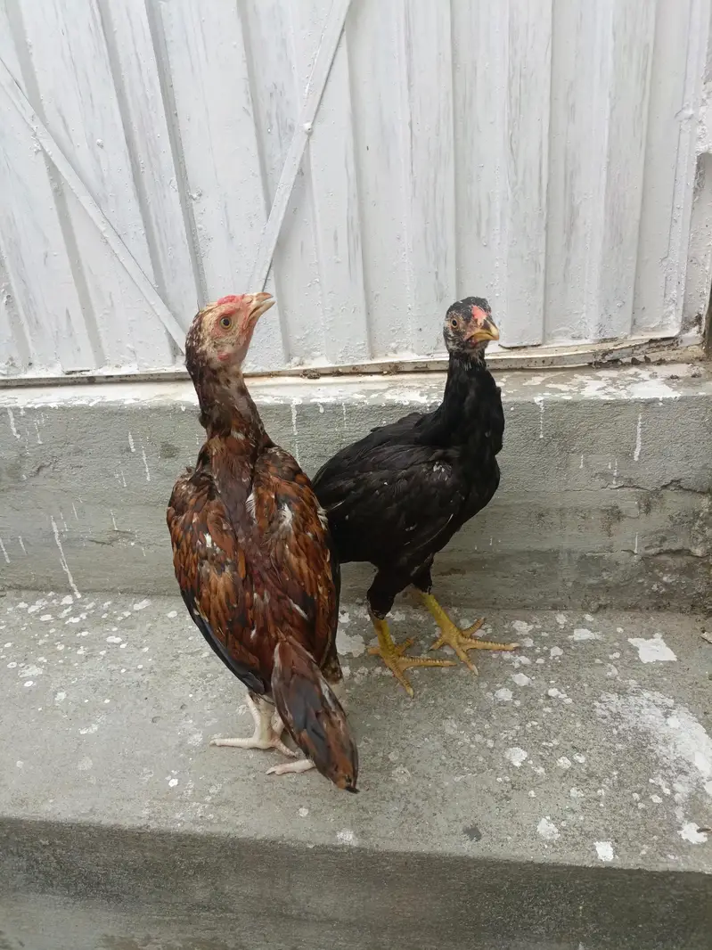 Aseel Chicks For Sale. . . what's app : 03219874606 — photo 5