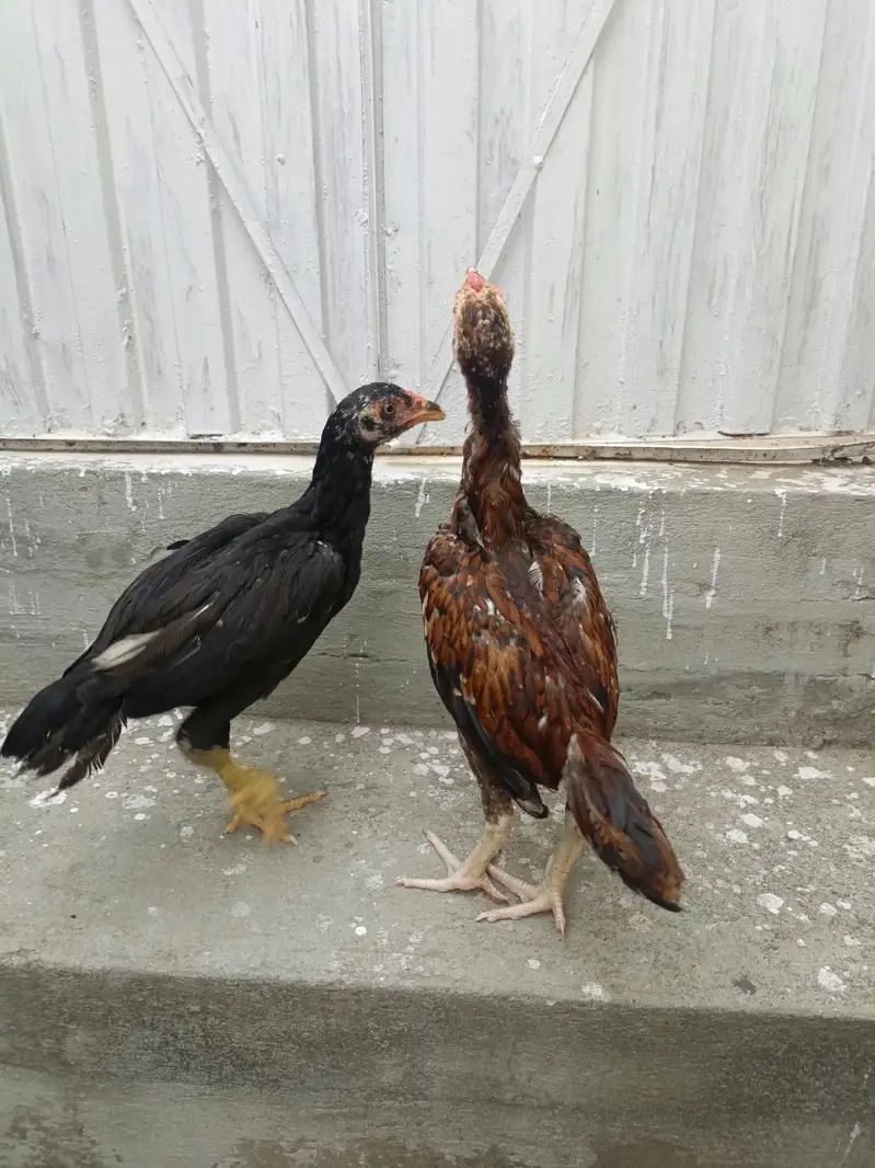 Aseel Chicks For Sale. . . what's app : 03219874606 — photo 6