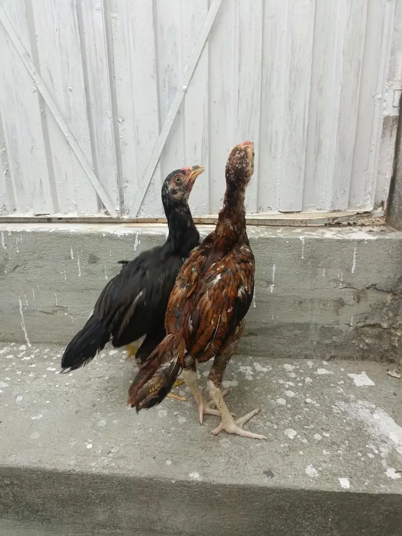 Aseel Chicks For Sale. . . what's app : 03219874606 — photo 7