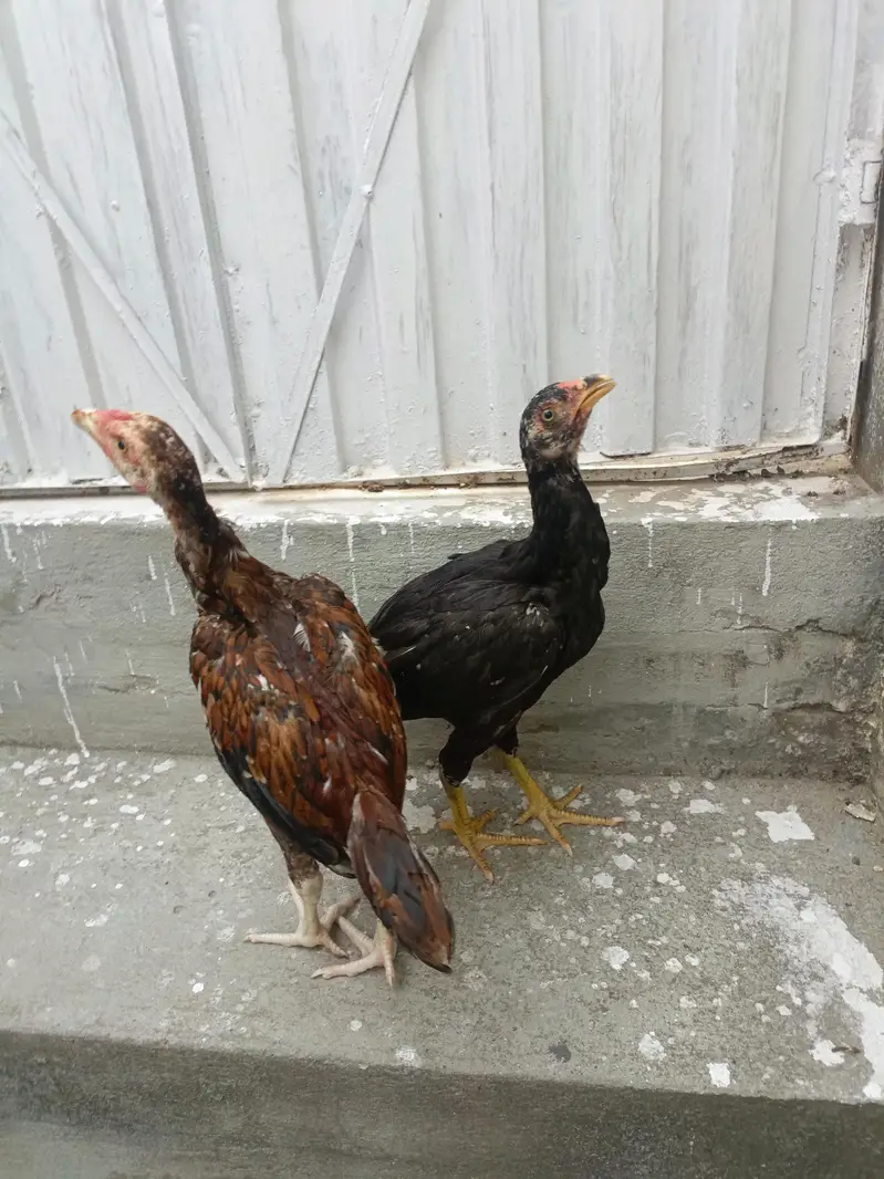 Aseel Chicks For Sale. . . what's app : 03219874606 — photo 8