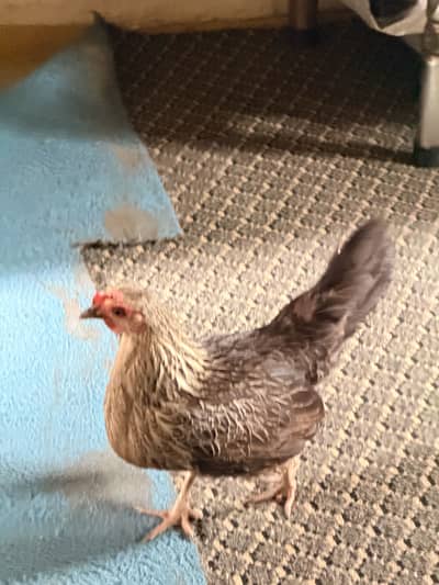 Desi hens available