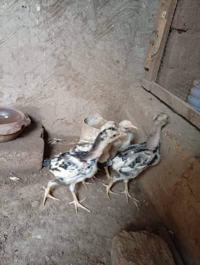 Aseel chicks