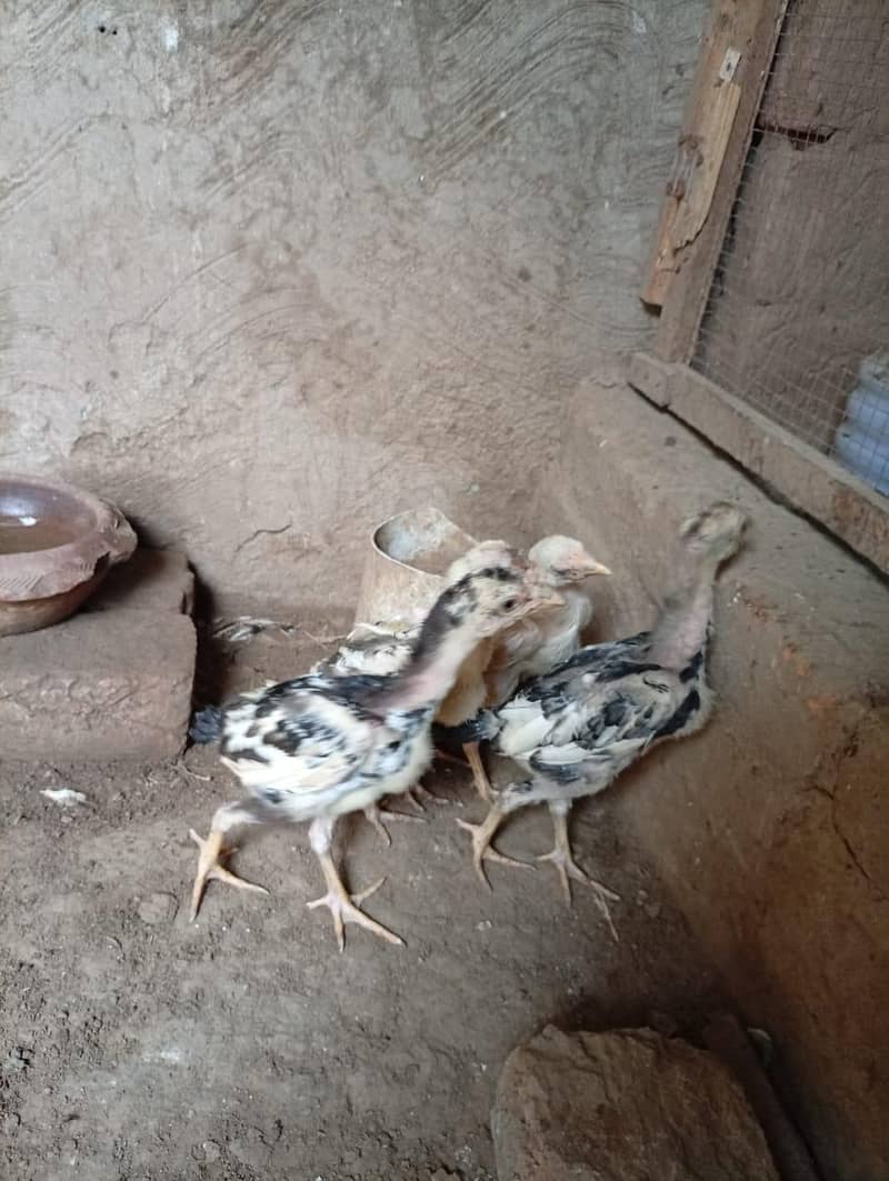 Aseel chicks 0