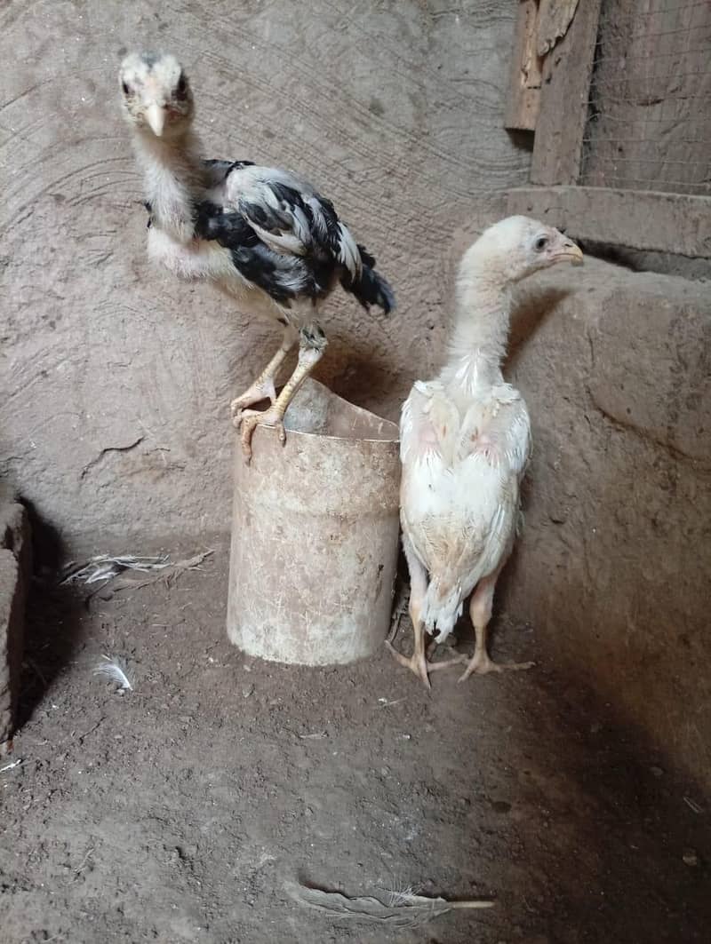Aseel chicks 1