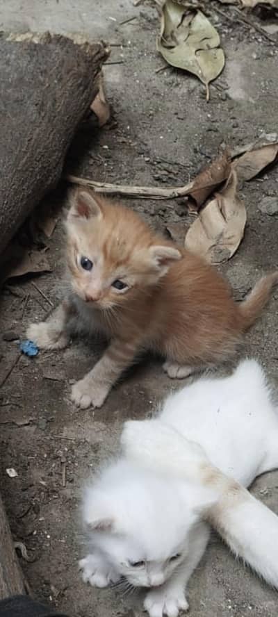 1 pair Persian cat