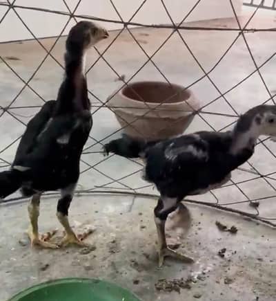 Pure black German Shamo | Shamo Murgha | Shamo patha |Asil Shamo| مرغا