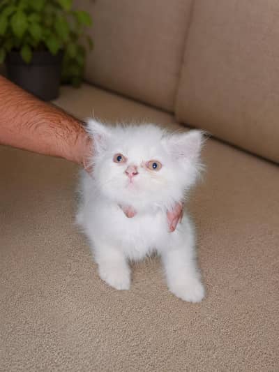 kittens for sale persion triple coat