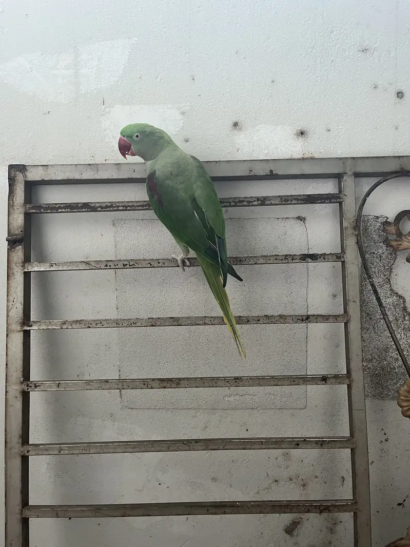 Raw Parrot Pair hand tamed talking — photo 3