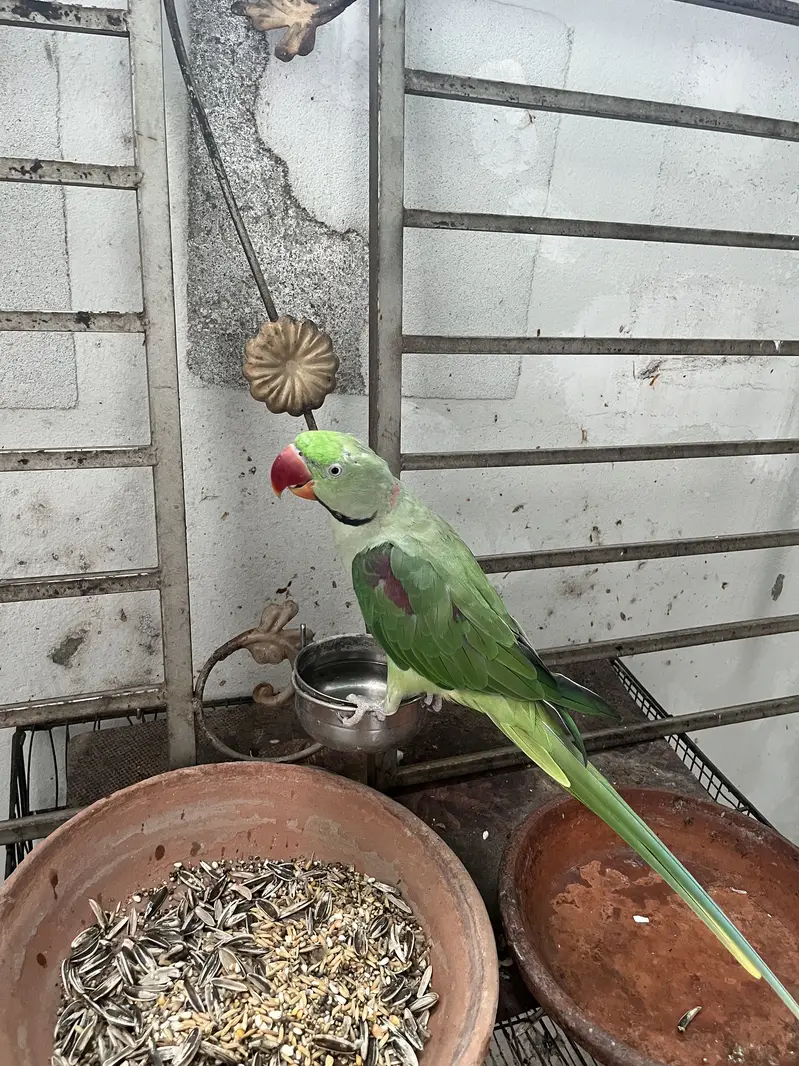 Raw Parrot Pair hand tamed talking — photo 2