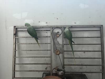 Raw Parrot Pair hand tamed talking