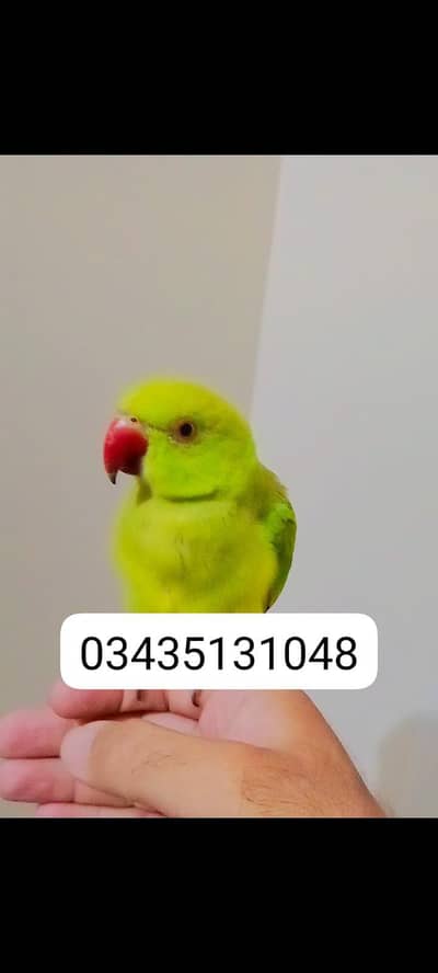 Green ringneck parrot handtame parrot