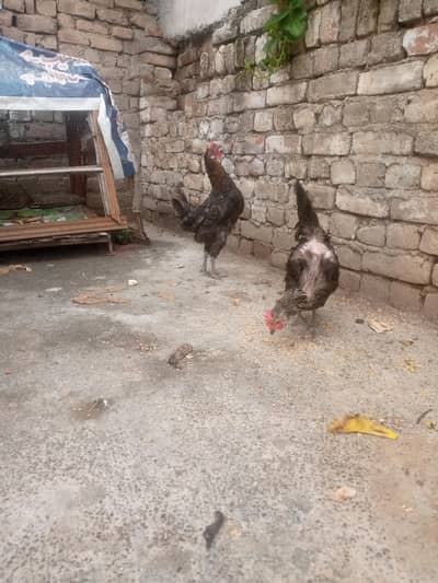 Two Hens