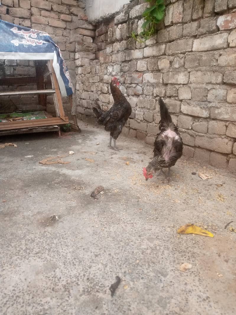 Two Hens 0