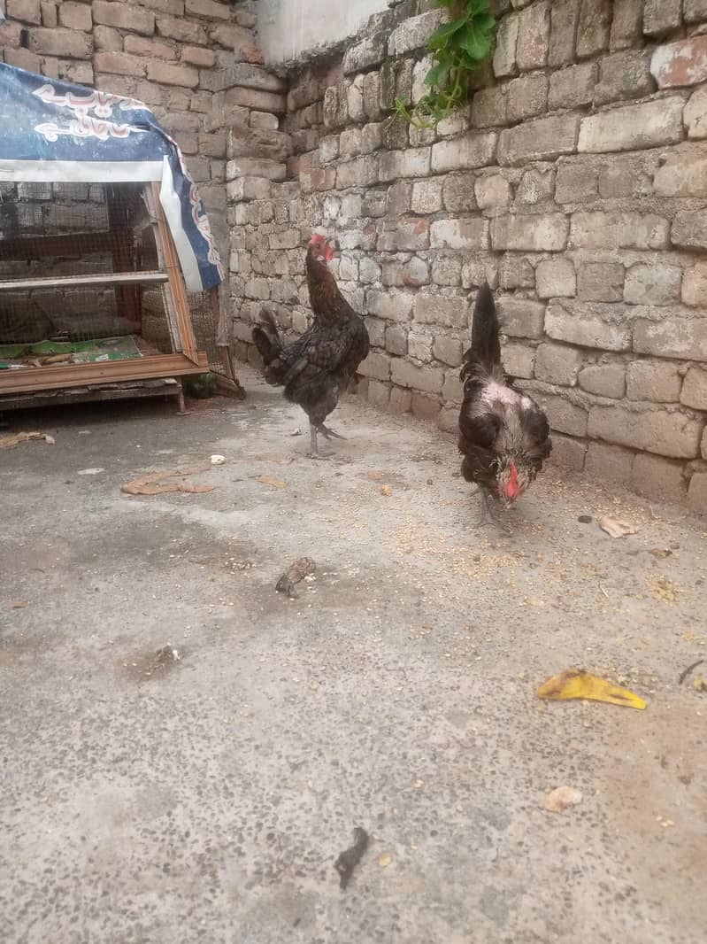 Two Hens 1