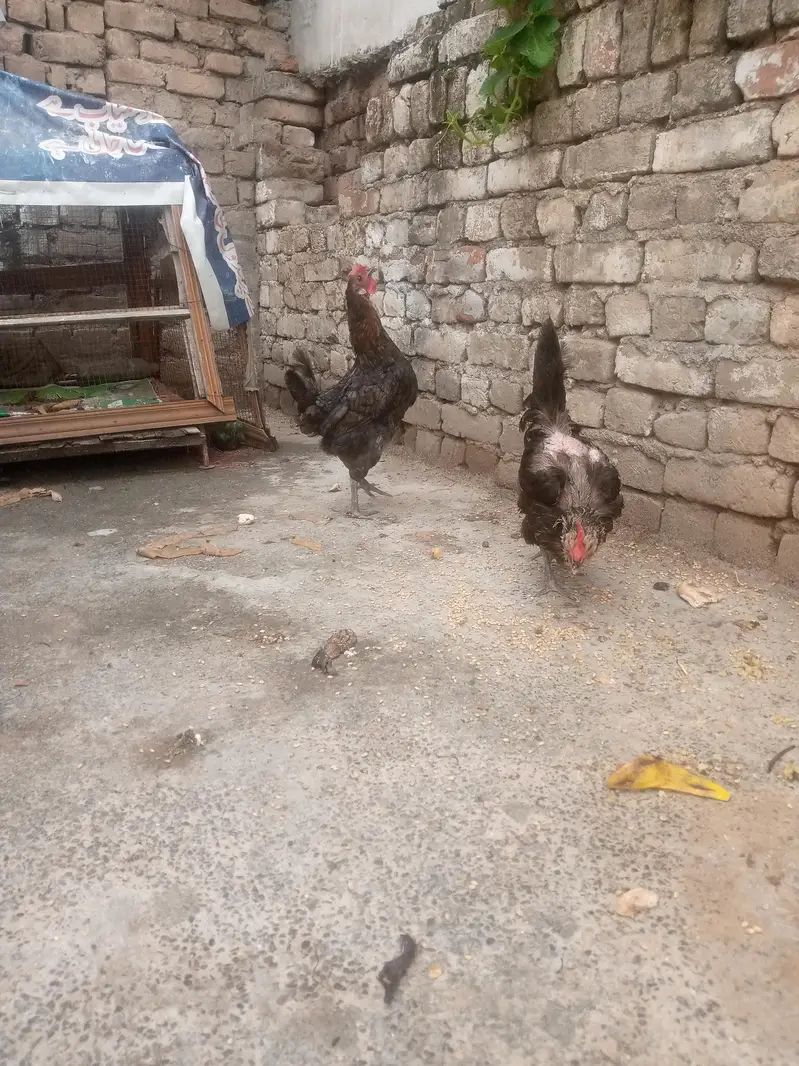 Two Hens — photo 2