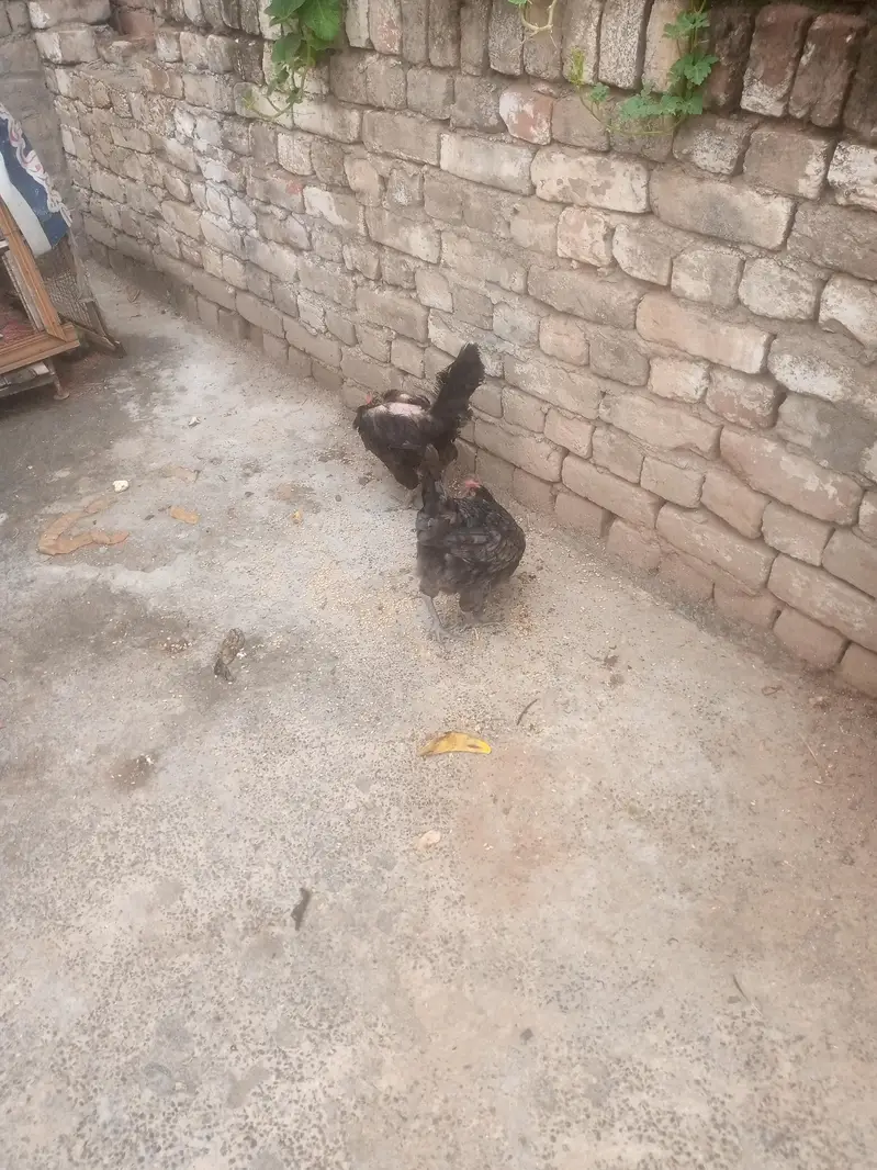 Two Hens — photo 3