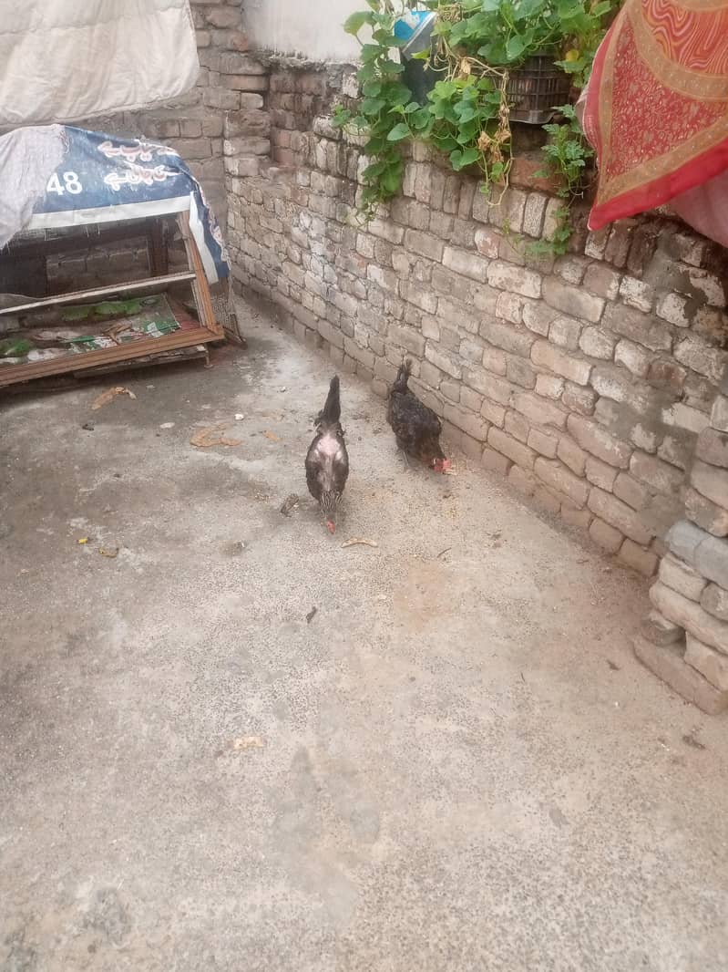 Two Hens 3