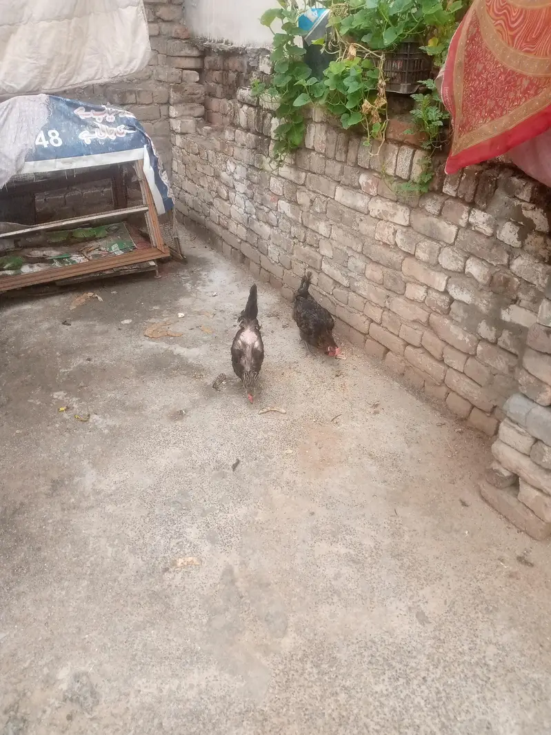 Two Hens — photo 4