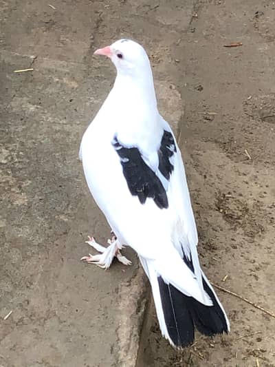 Kabotar For sale