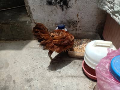 murgi for sale