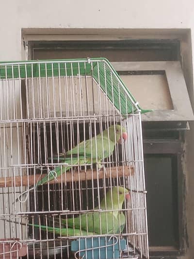 blue split ringneck
