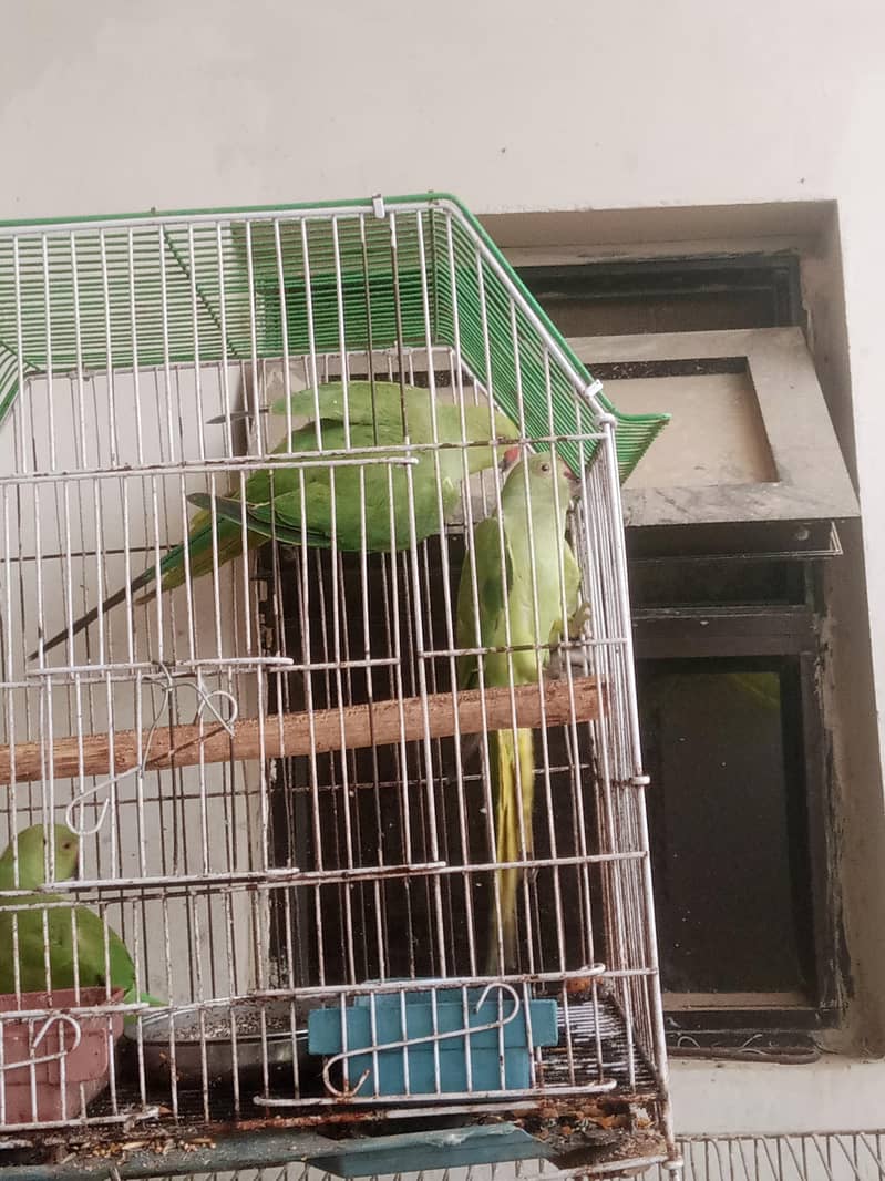 blue split ringneck 1