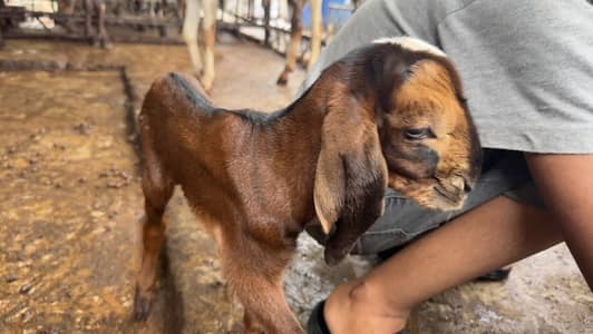 Goat | Bkra | Bkri | Goat Kids | Betal Goat | Goat / Bkra For Sale