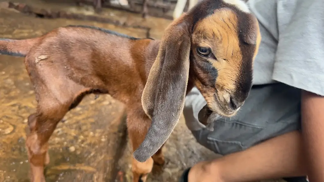 Goat | Bkra | Bkri | Goat Kids | Betal Goat | Goat / Bkra For Sale — photo 2