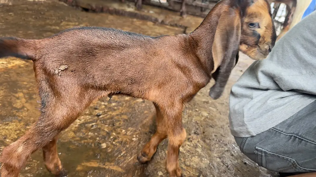 Goat | Bkra | Bkri | Goat Kids | Betal Goat | Goat / Bkra For Sale — photo 3