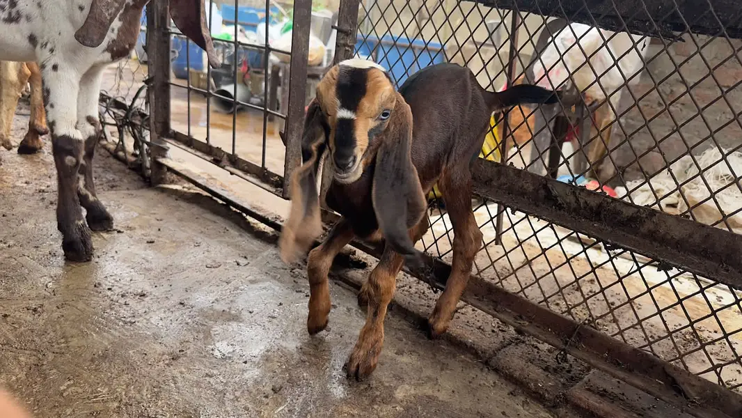 Goat | Bkra | Bkri | Goat Kids | Betal Goat | Goat / Bkra For Sale — photo 4