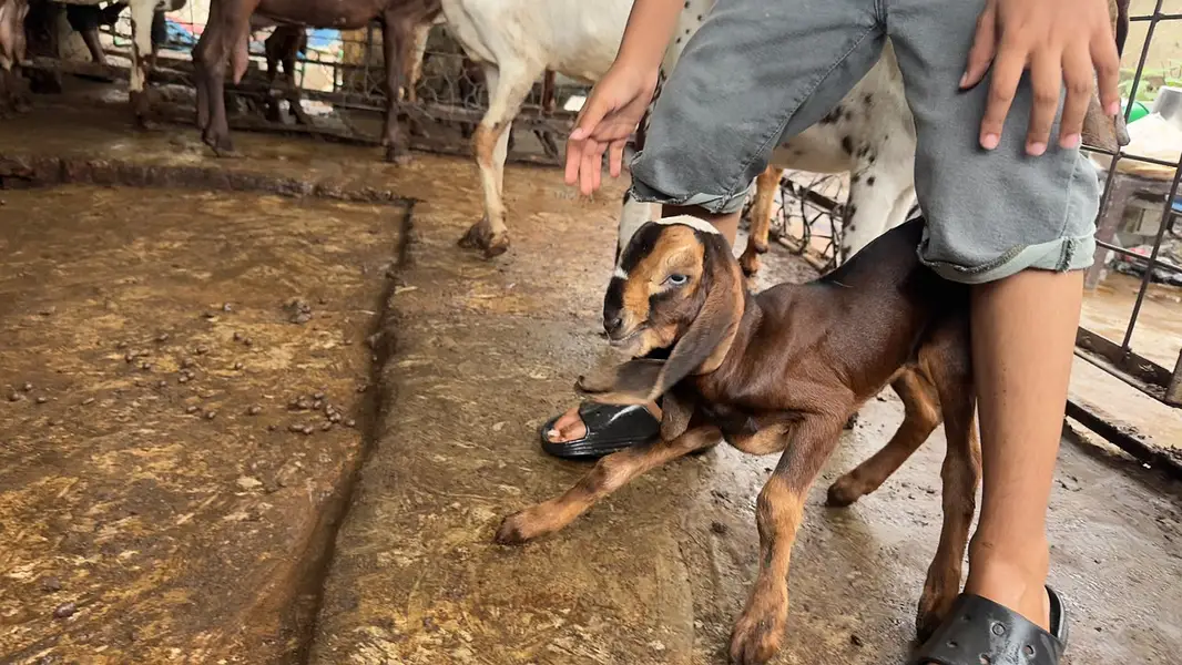 Goat | Bkra | Bkri | Goat Kids | Betal Goat | Goat / Bkra For Sale — photo 5