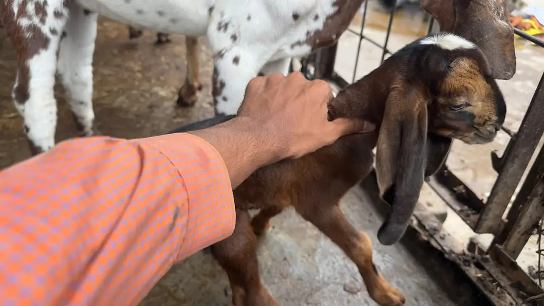 Goat | Bkra | Bkri | Goat Kids | Betal Goat | Goat / Bkra For Sale — photo 6
