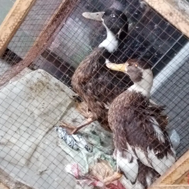 we are selling ducks in orange eyes