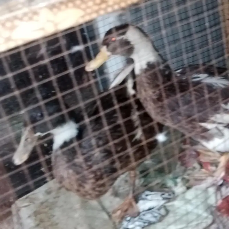 we are selling ducks in orange eyes — photo 2