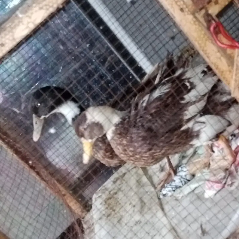 we are selling ducks in orange eyes — photo 4