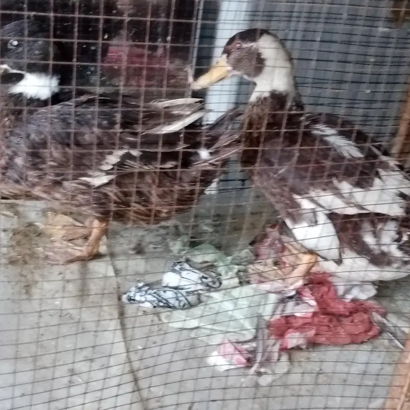 we are selling ducks in orange eyes — photo 5