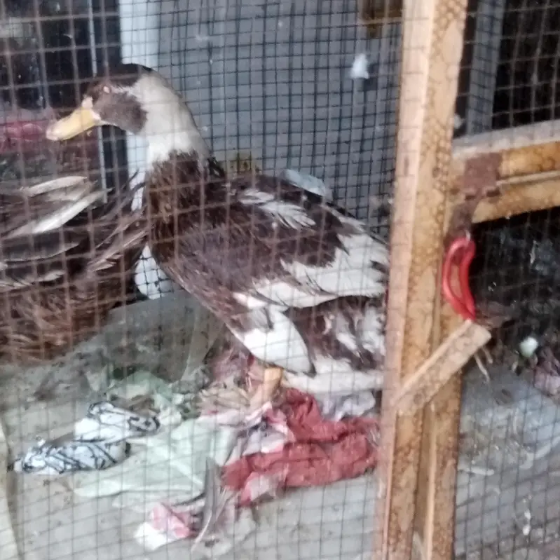 we are selling ducks in orange eyes — photo 6