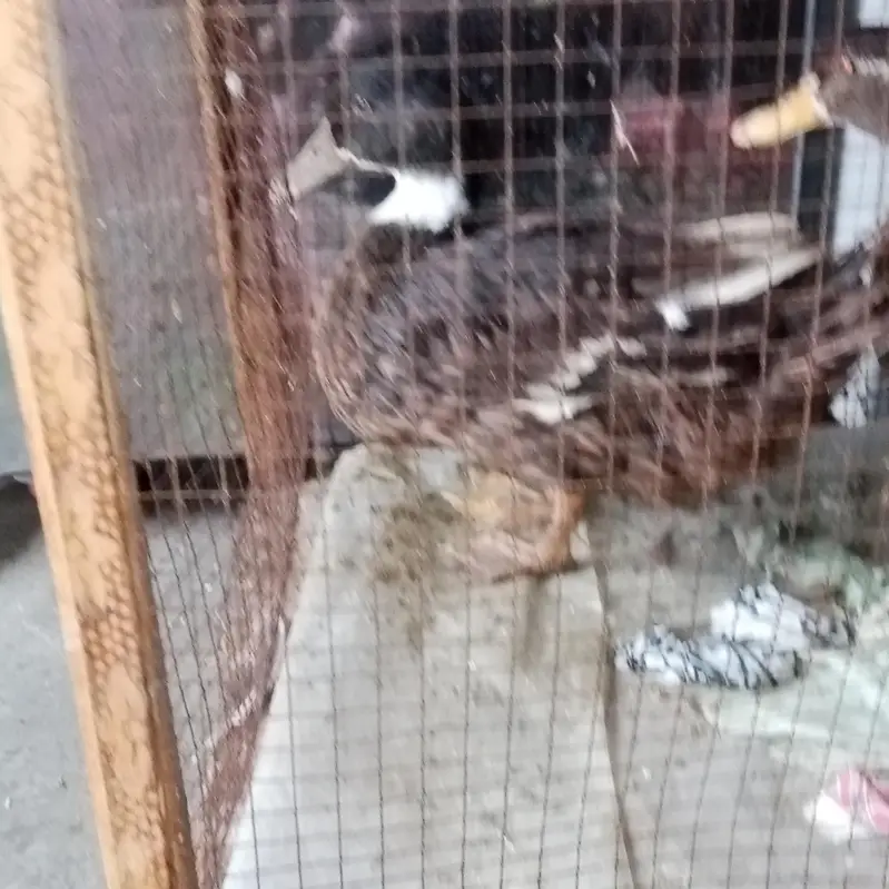 we are selling ducks in orange eyes — photo 7