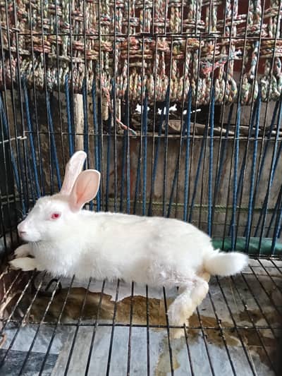 White Rabbit Female Red eye For sale